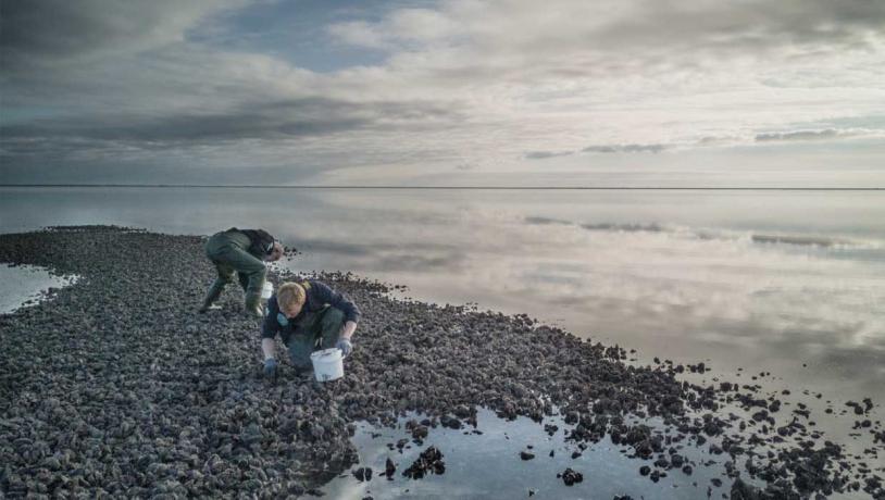 Østers ved Vadehavet | Vadehavskysten