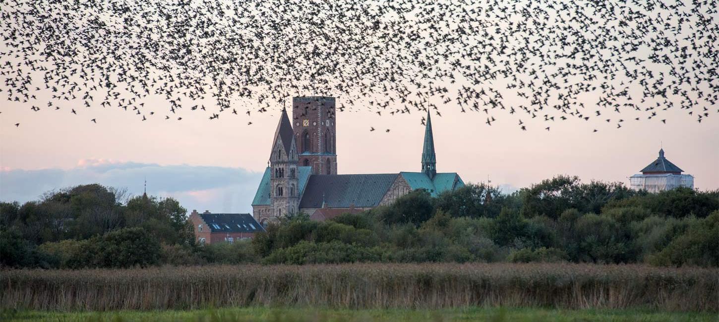 Ribe Domkirke med fugleflok | Vadehavskysten