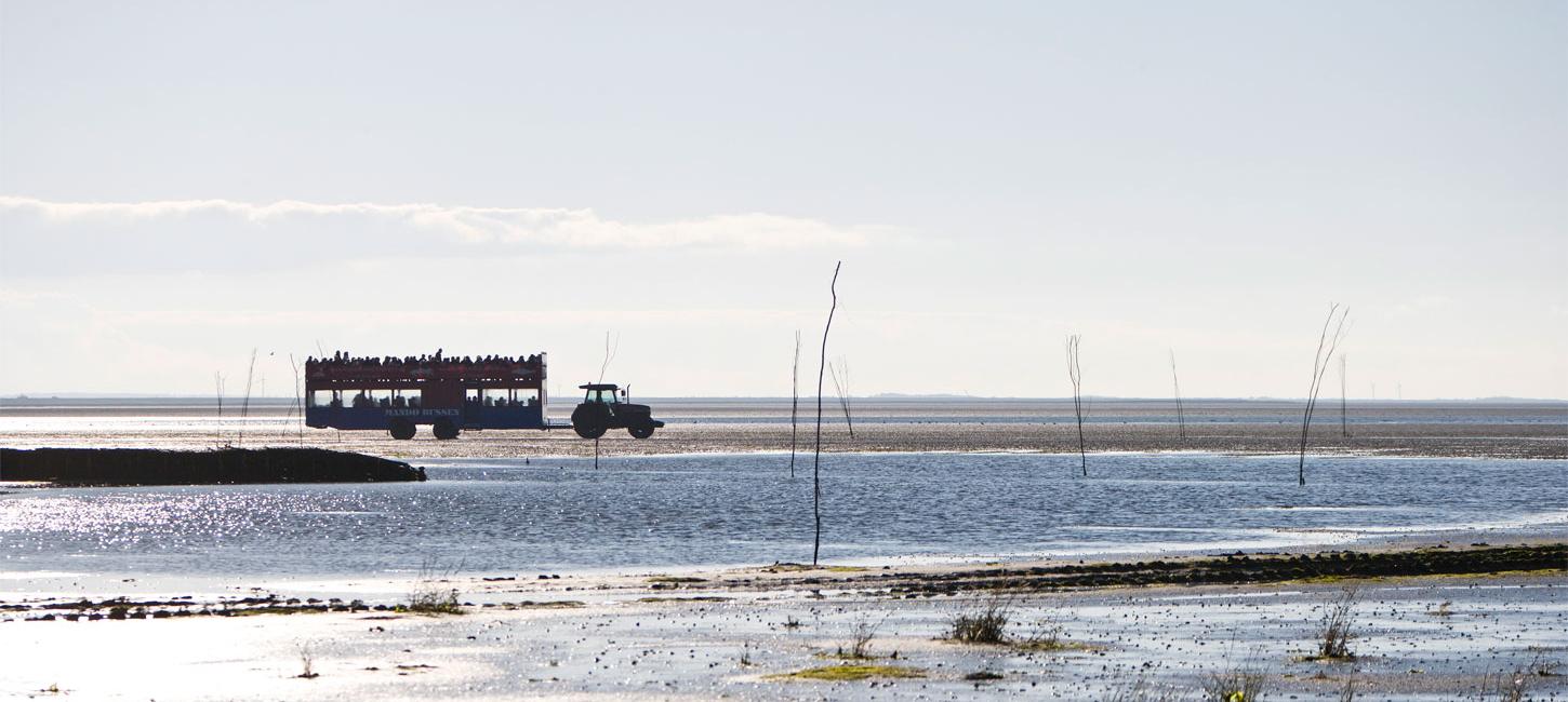 Med traktorbussen til Mandø | Vadehavskysten