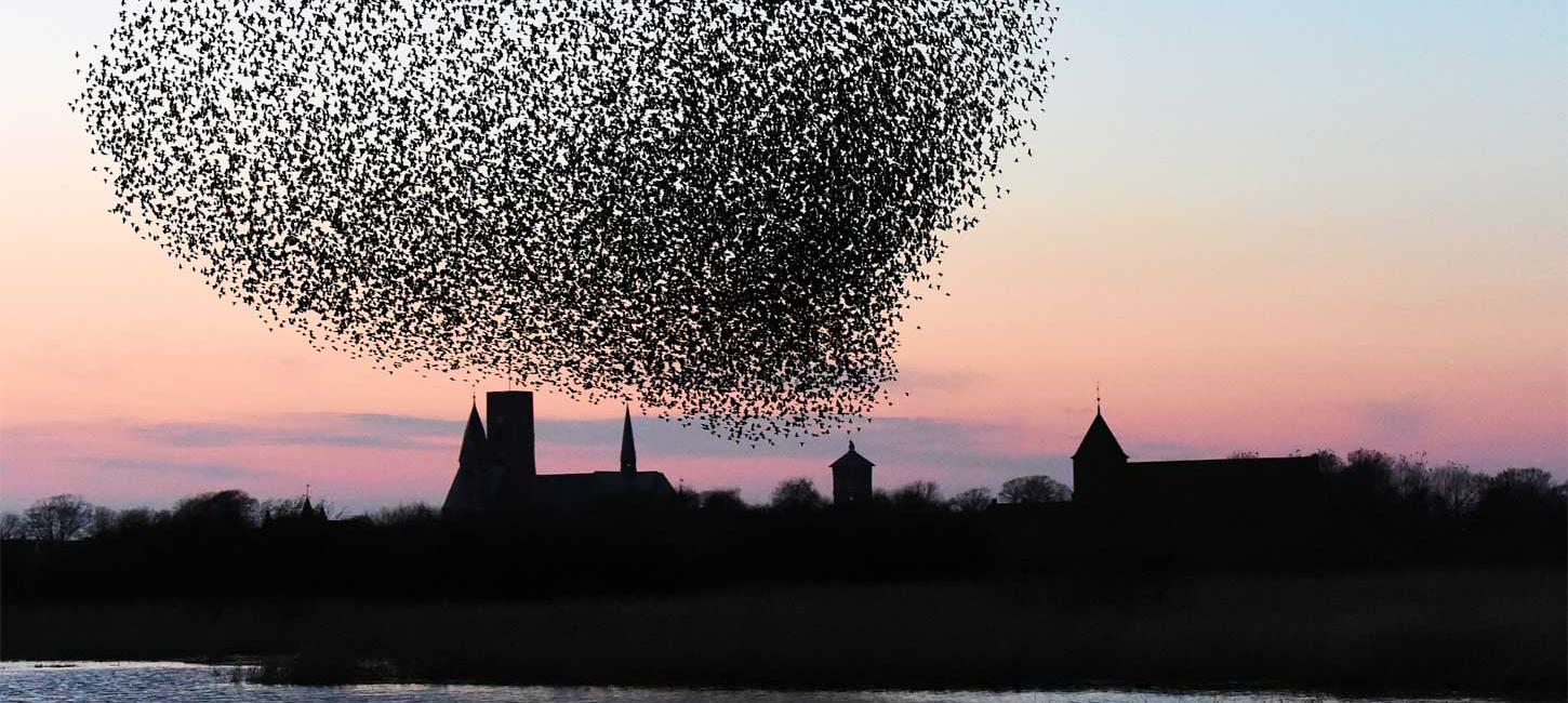 Sort Sol over Ribe Domkirke | Vadehavskysten