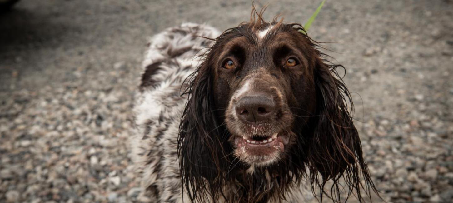 Hund