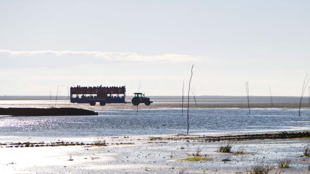 Med traktorbussen til Mandø | Vadehavskysten