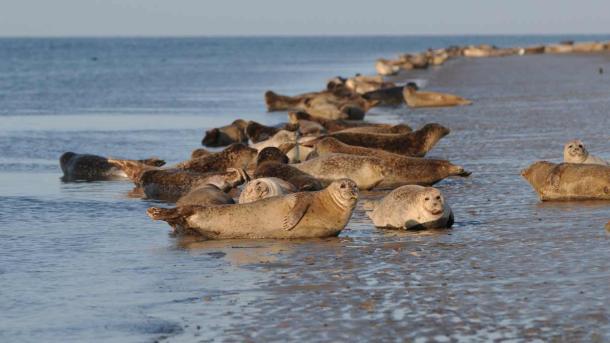Sæler slapper af ved Vadehavet | Vadehavskysten