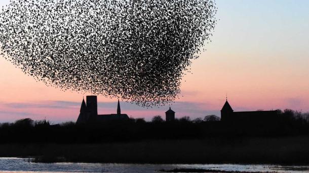 Sort Sol over Ribe Domkirke | Vadehavskysten