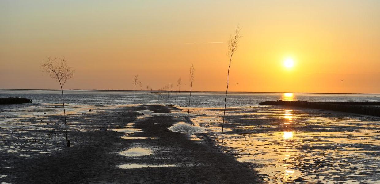 Mandø Ebbevej