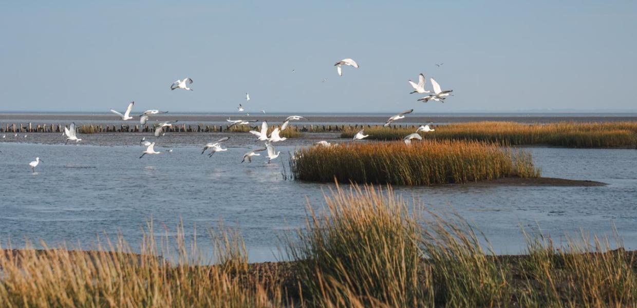 Mandø
