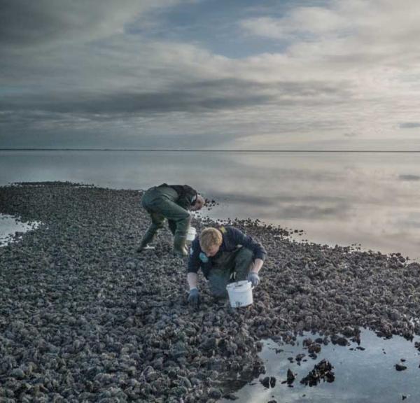 Østers ved Vadehavet | Vadehavskysten