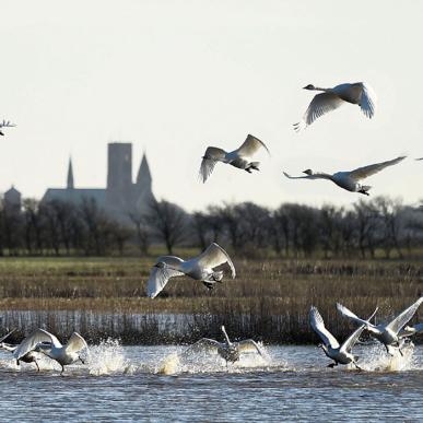 Ribe Domkirke med fugle i forgrunden | Vadehavskysten