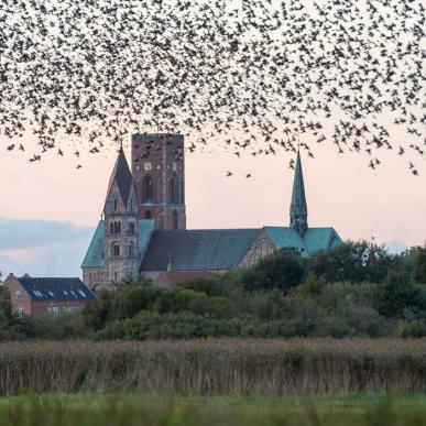 Ribe Domkirke med fugleflok | Vadehavskysten