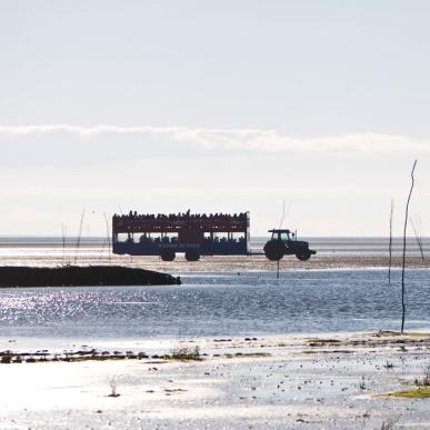 Med traktorbussen til Mandø | Vadehavskysten