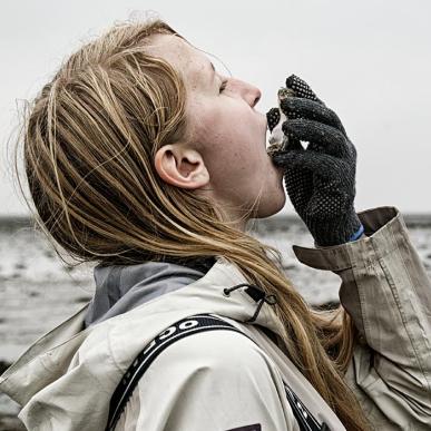 Spise østers ved Vadehavet | Vadehavskysten