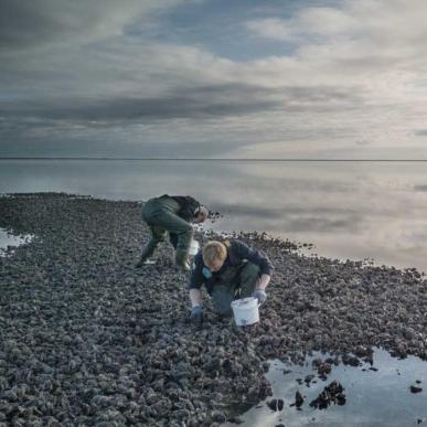 Østers ved Vadehavet | Vadehavskysten