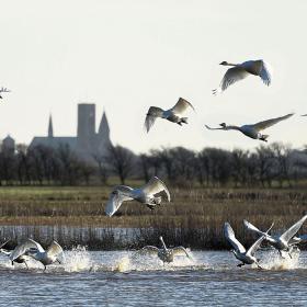 Ribe Domkirke med fugle i forgrunden | Vadehavskysten