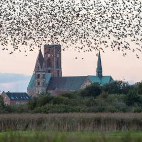 Ribe Domkirke med fugleflok | Vadehavskysten