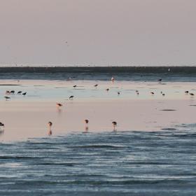 Fugle i Vadehavet | Vadehavskysten