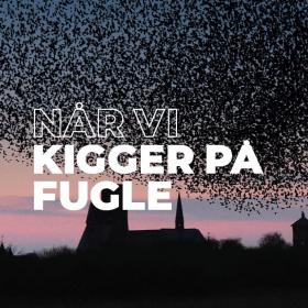 Når vi kigger på fugle | Vadehavskysten