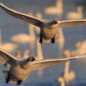 Svaner der flyver over Vadehavet | Vadehavskysten