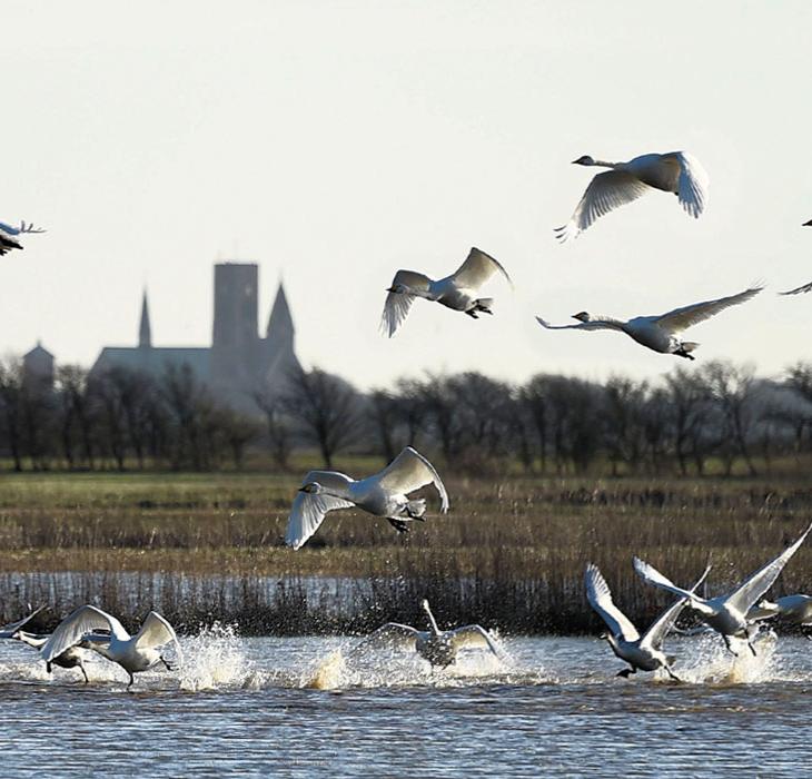 Ribe Domkirke med fugle i forgrunden | Vadehavskysten