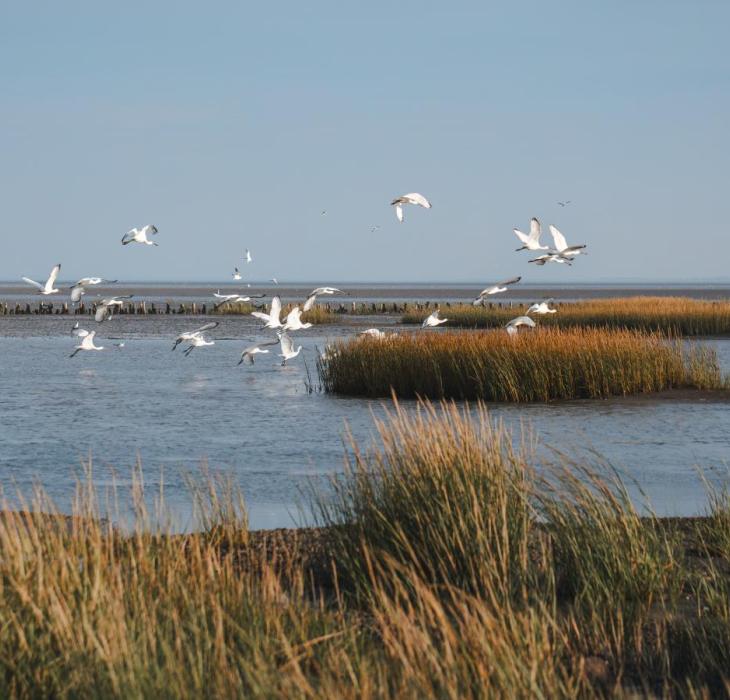 Mandø