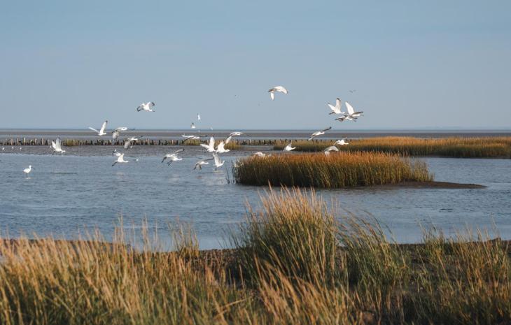 Mandø